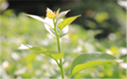 進(jìn)水超標(biāo)導(dǎo)致出水超標(biāo)能否免責(zé)？生態(tài)環(huán)境部：無法律依據(jù)！ 